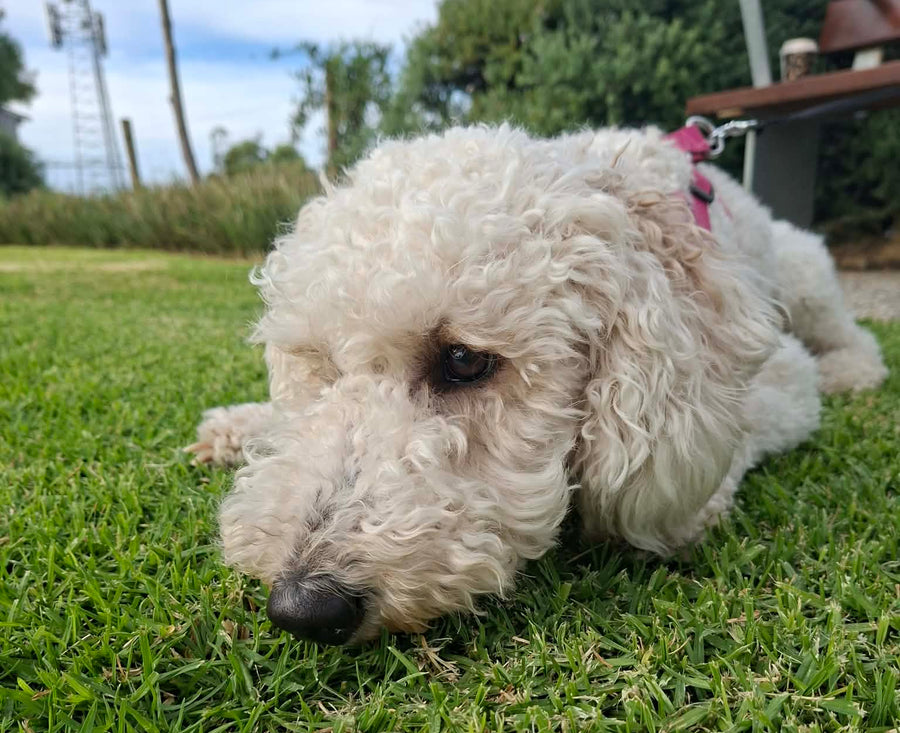 Nala