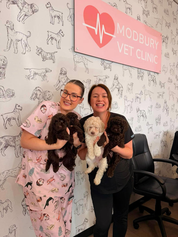 Vet Health Checks