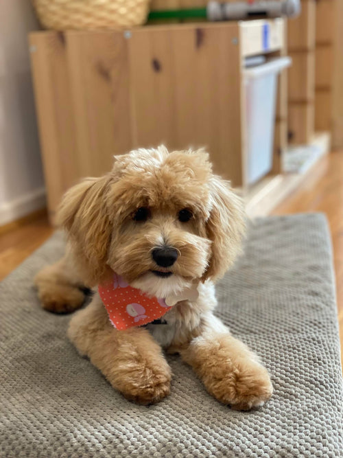 Cavoodles and Theodores
