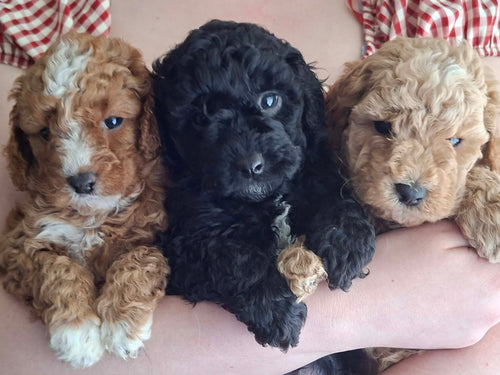 Cavoodles and Theodores