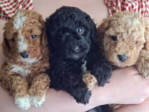 Cavoodle