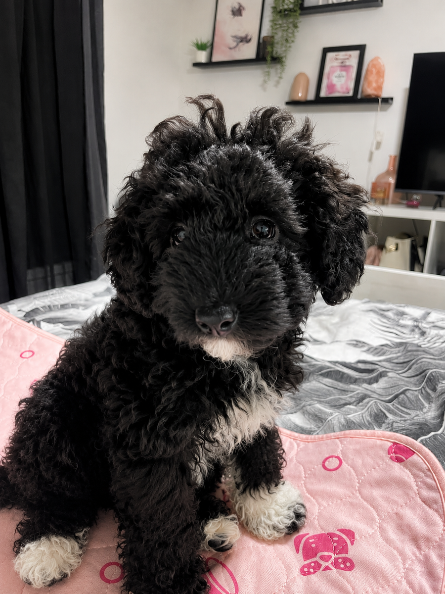 Indi
