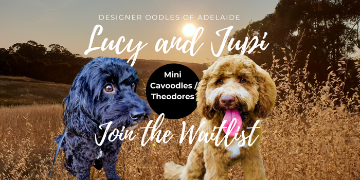 Upcoming litters