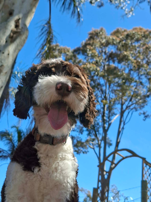 Multigenerational Labradoodle