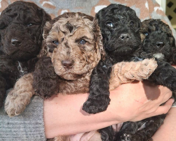 Multigenerational Labradoodle