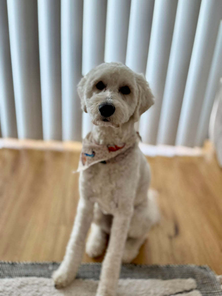 Daisy