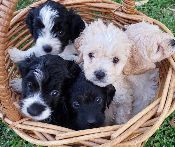 Cavoodle