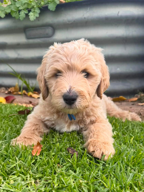 Multigenerational Labradoodle