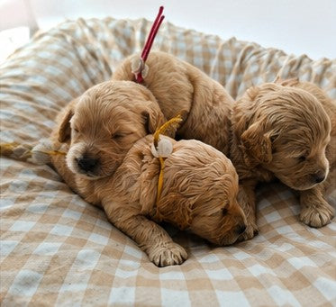Current Litters
